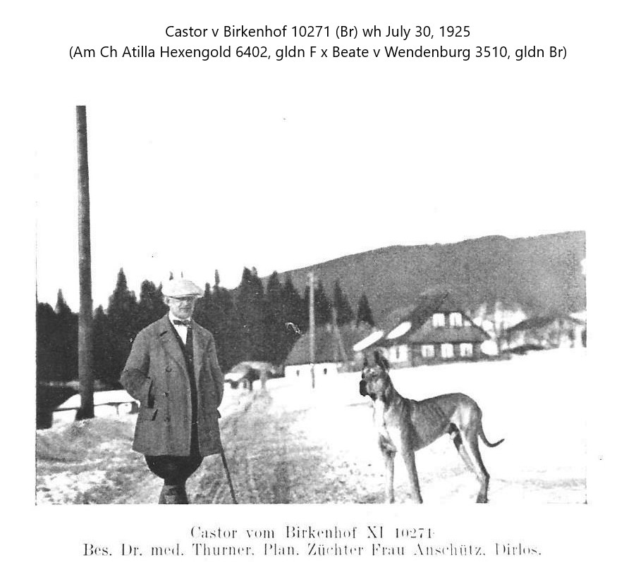 Castor vom Birkenhof